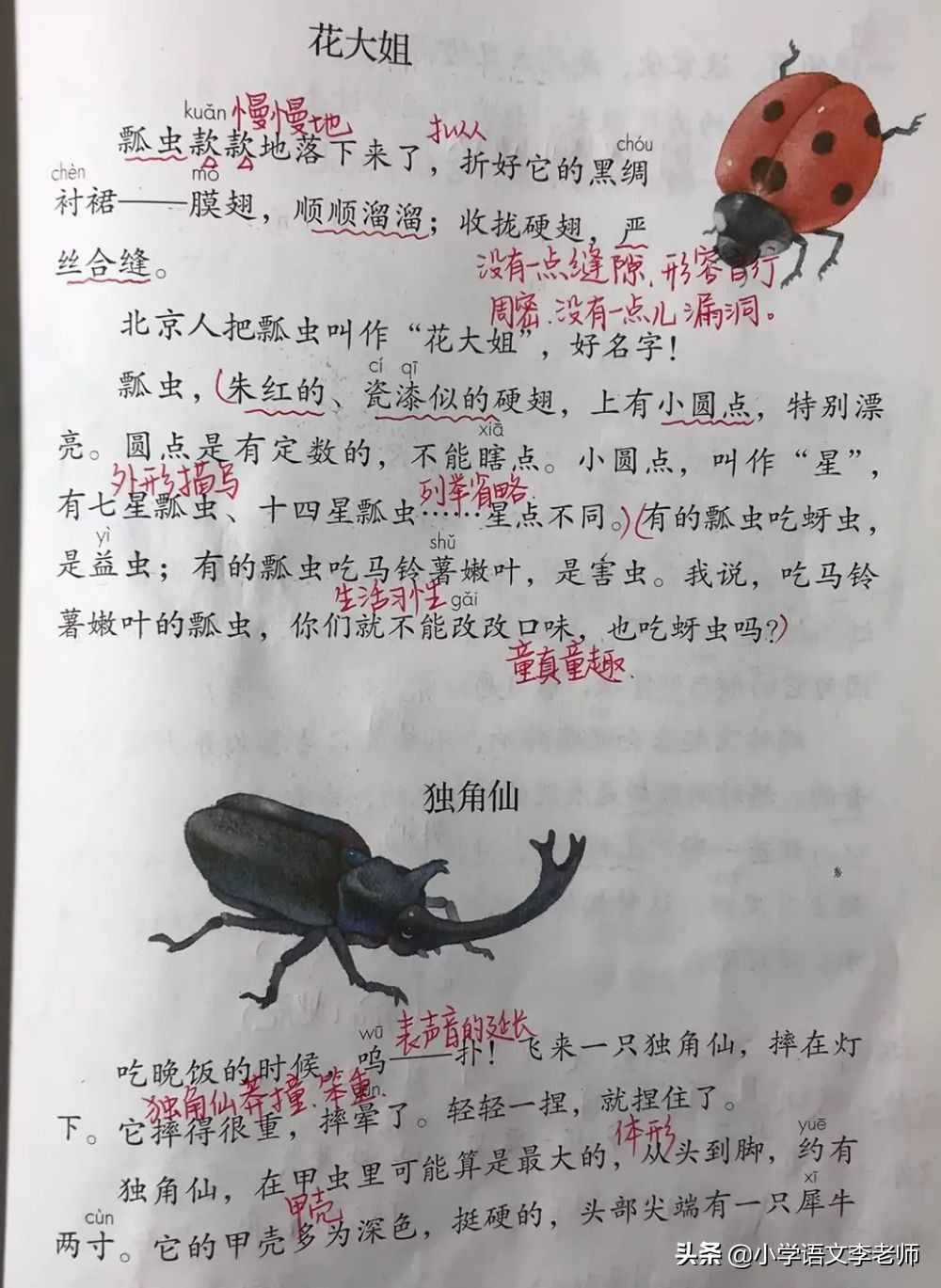 三年级语文下册《昆虫备忘录》课文解读，课堂笔记整理详细