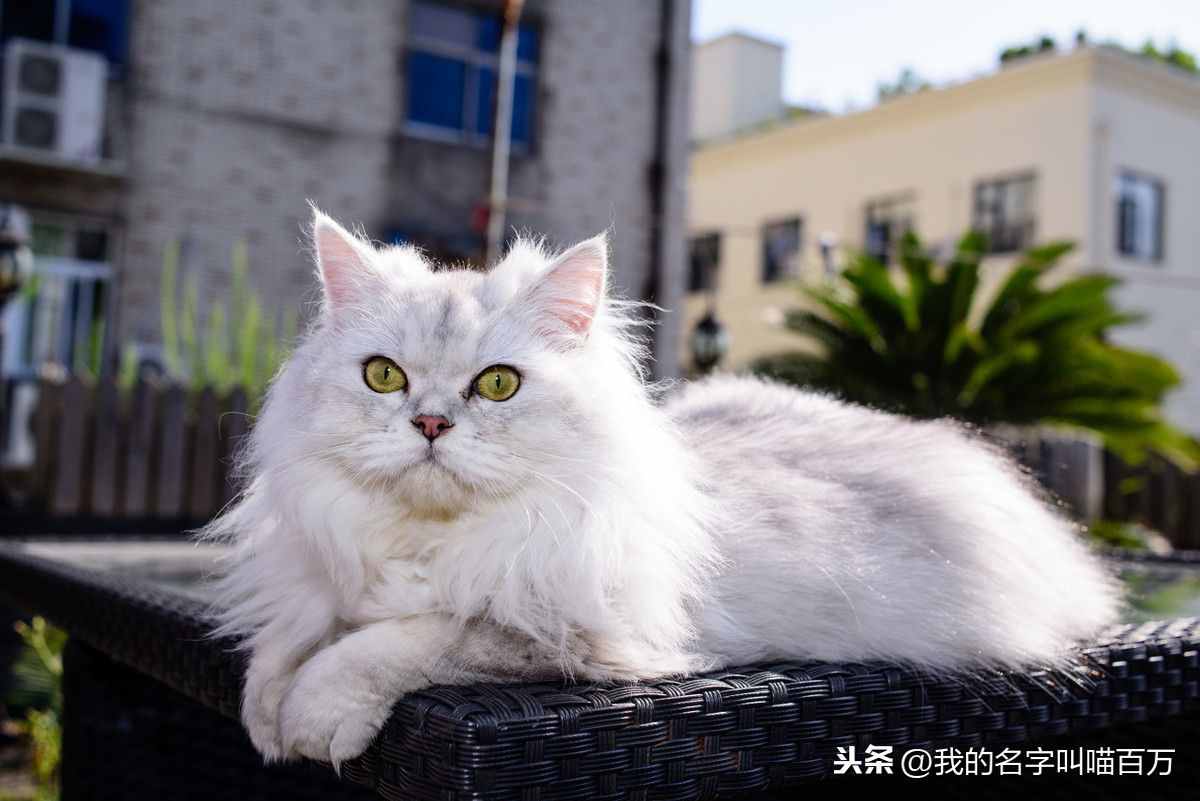 宠物猫的品种及价格大全，看完后都想买一只回家养