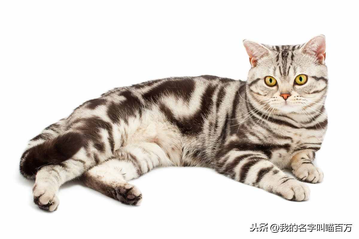 宠物猫的品种及价格大全，看完后都想买一只回家养