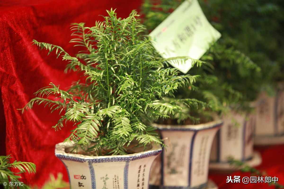 这种树被称为植物中的活化石，又寓意着吉祥与长寿，养它很简单！