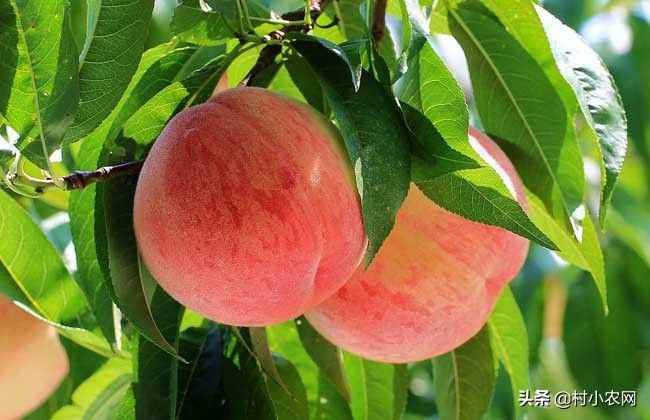 在南方农村，这18种水果，你家都有种哪些呢？