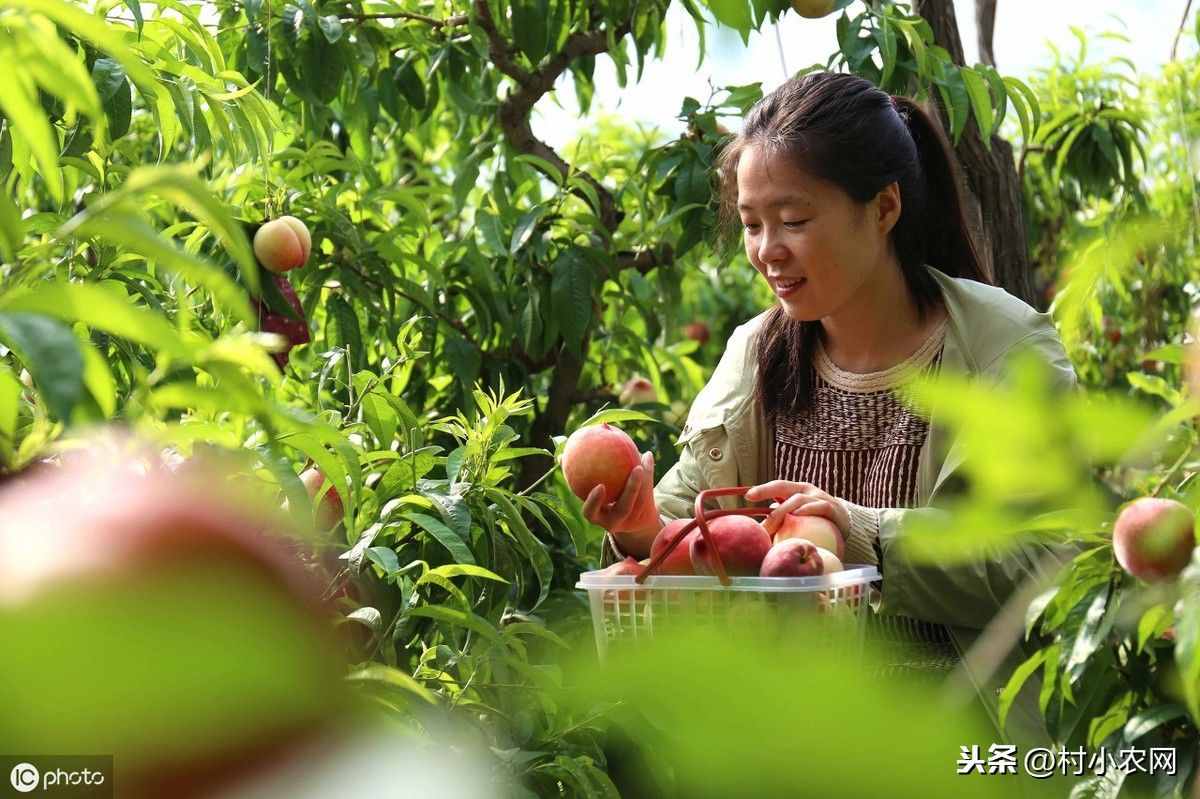 在南方农村，这18种水果，你家都有种哪些呢？