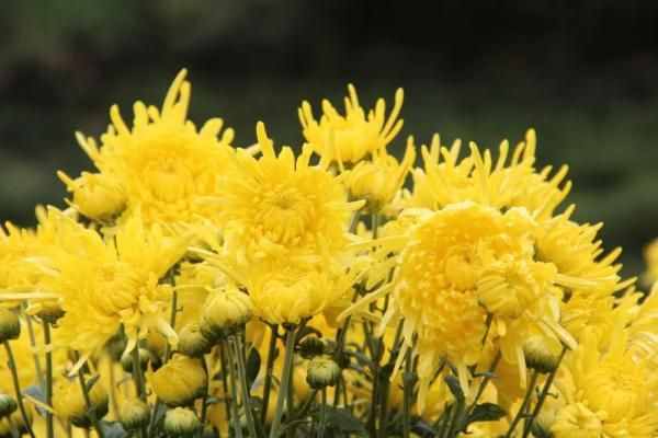 我们的节日·重阳节 | 重阳节习俗知多少