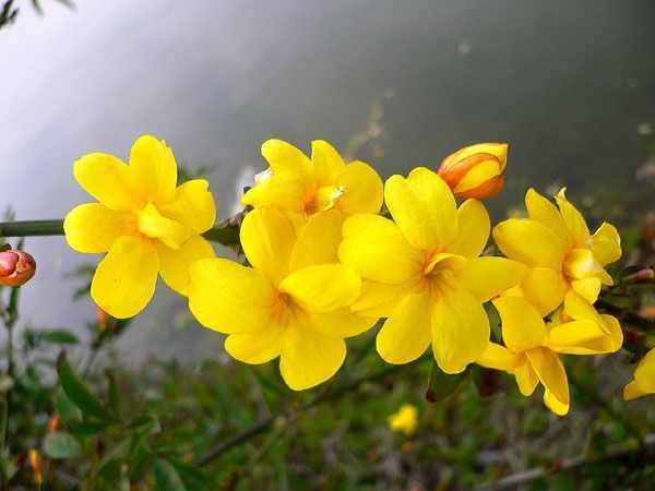 路边绽放的迎春花，花色黄灿灿色彩明丽，家养需要注意这几点