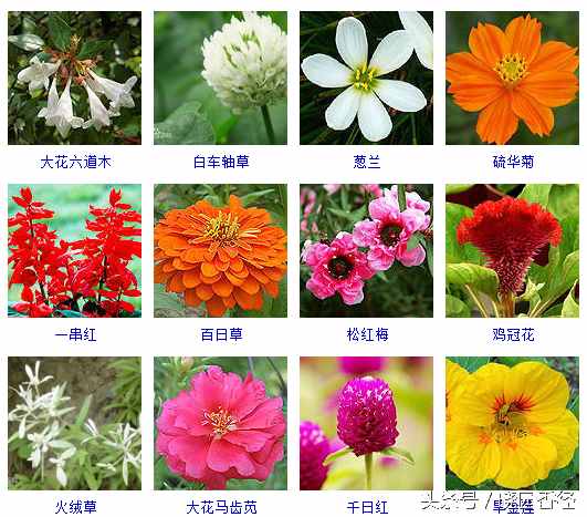 秋天除桂花、菊花，还有哪些花？这里有140种秋天开放的花儿。