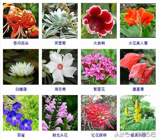 秋天除桂花、菊花，还有哪些花？这里有140种秋天开放的花儿。