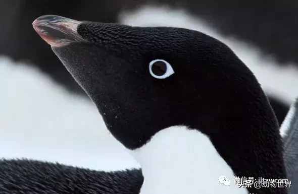 企鹅没有脖子吗？企鹅只生活在南极吗？读完这篇文章-全解（一）