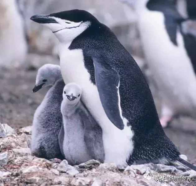 企鹅没有脖子吗？企鹅只生活在南极吗？读完这篇文章-全解（一）