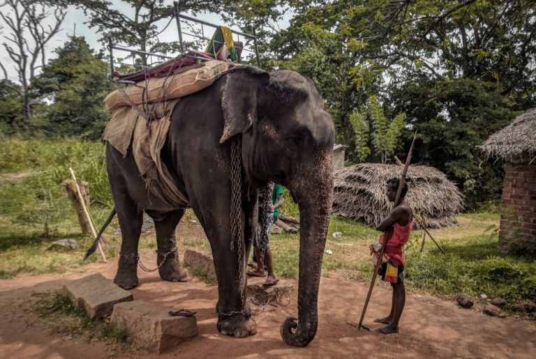 斯里兰卡大象高温载游客活活累死，大象平均活80岁，它只活了18岁