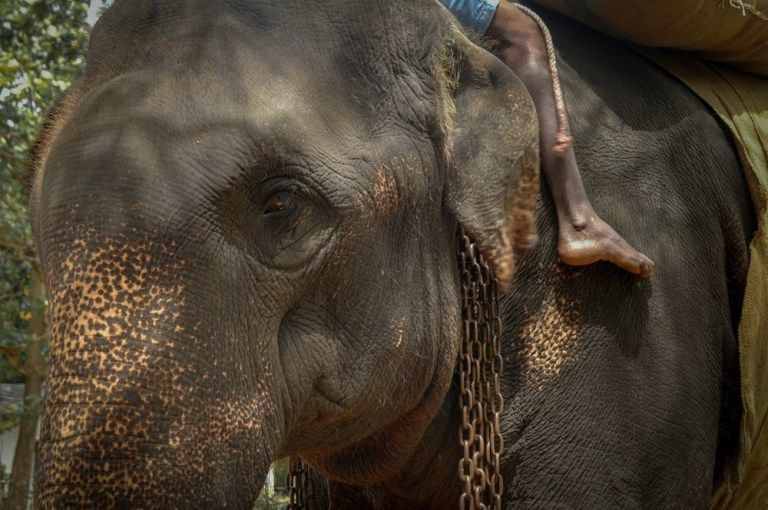 斯里兰卡大象高温载游客活活累死，大象平均活80岁，它只活了18岁