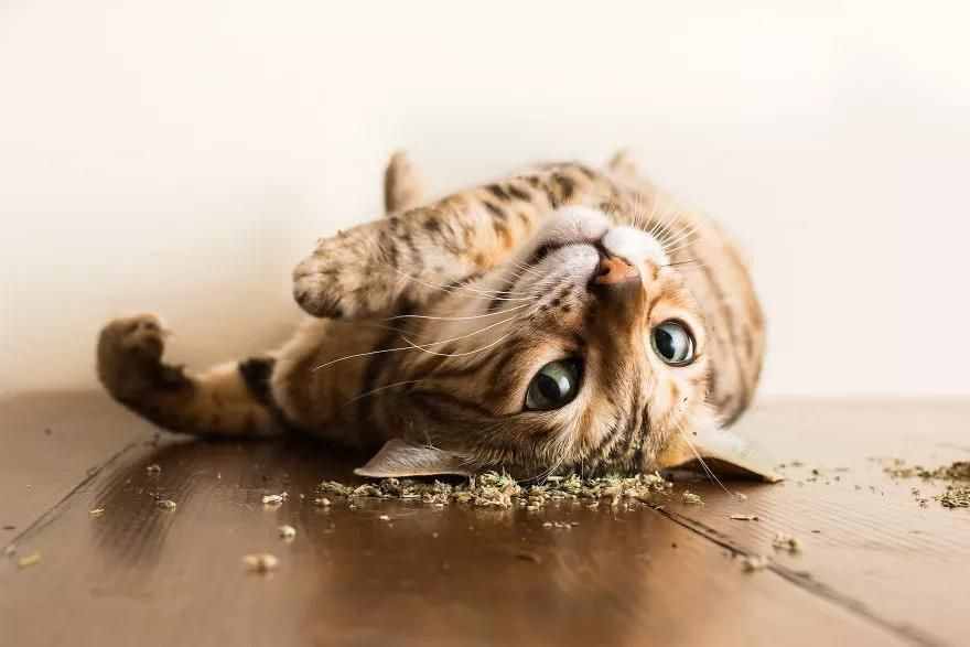 猫薄荷到底是什么？宠物达人来告诉你，它不是猫的零食也不是毒药