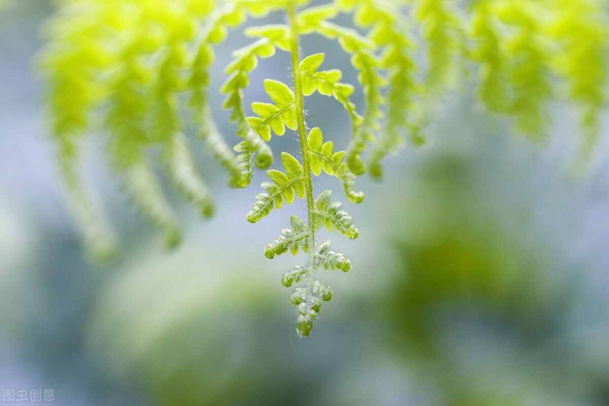 绿色-代表清新、舒适、和平、自然、成长、富有健康生命的意义