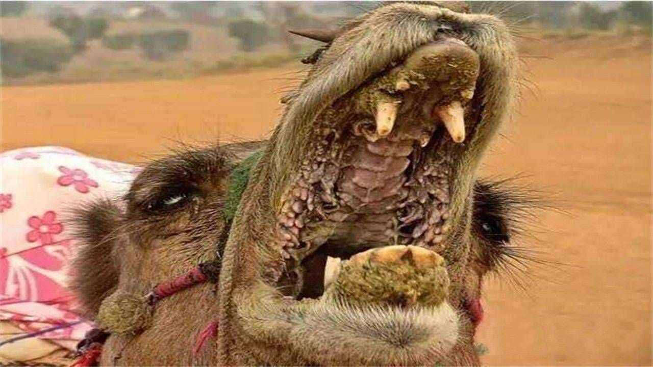 血肉之躯的骆驼，为什么能以仙人掌为食，它们不疼吗？