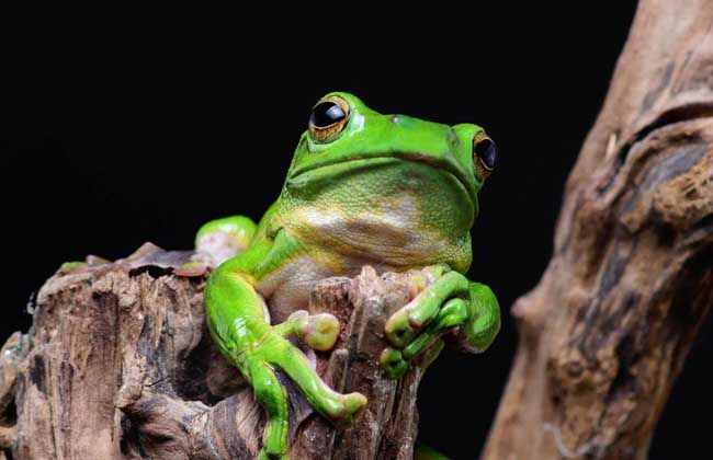 新手养殖青蛙必备：“青蛙的资料大全”！