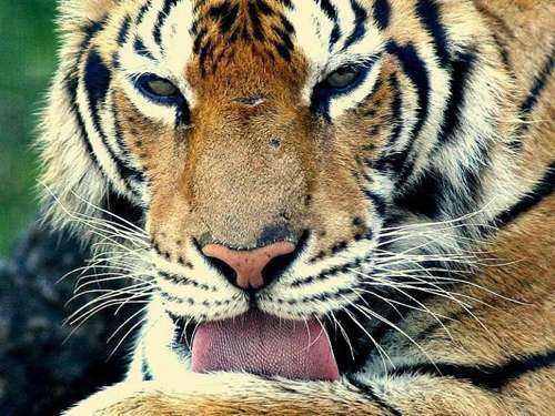 动物舌头的“功能”对于动物来说舌头而是一件“厉害的武器”