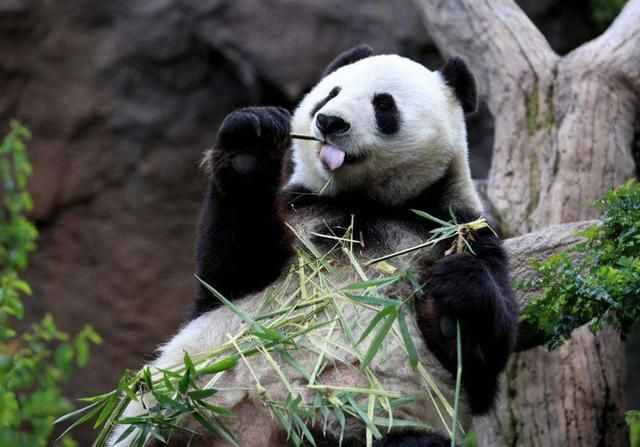 提起熊猫别只会想到四川了，最新研究显示，熊猫起源于云南！