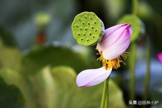 荷花的十大别称，你喜欢哪一个？