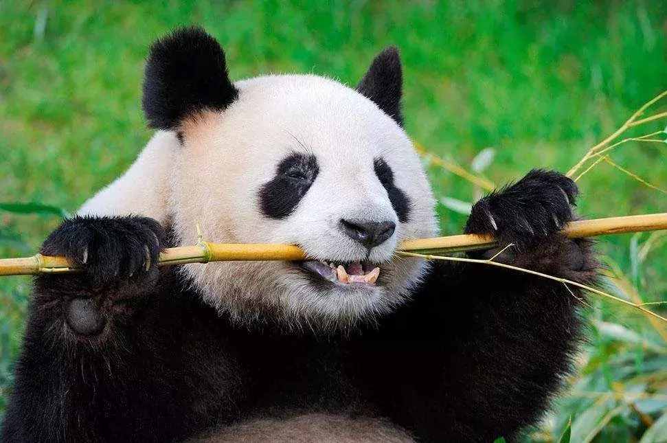 吸猫大法｜大熊猫最爱的竹子有哪些？