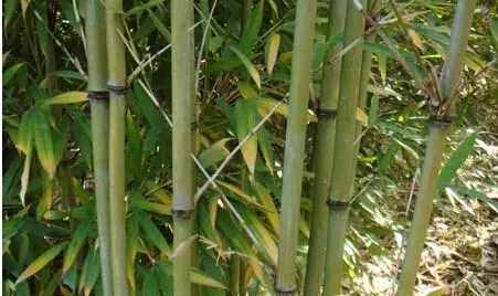 吸猫大法｜大熊猫最爱的竹子有哪些？