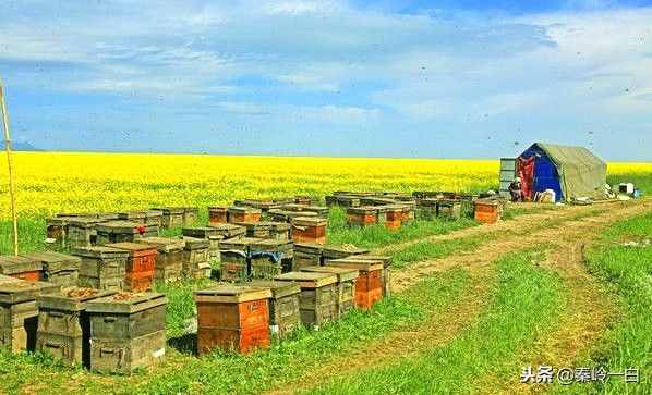 10种常见蜂蜜的产地和特点都不知道，你怎么可能吃到放心好蜜！