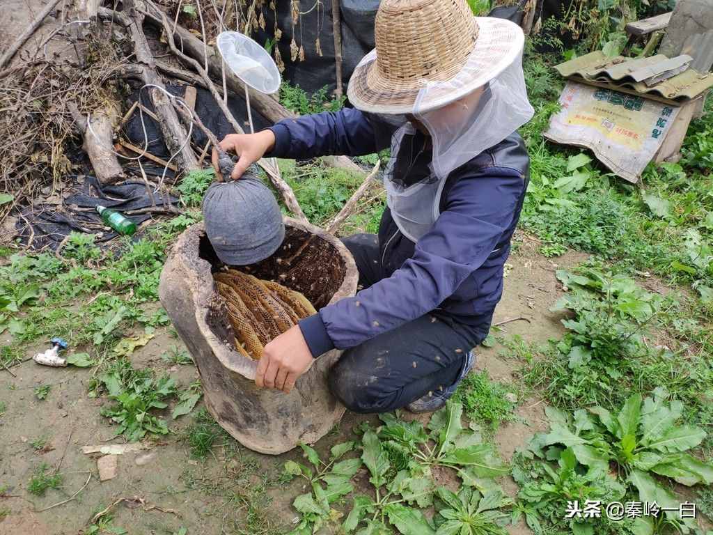 10种常见蜂蜜的产地和特点都不知道，你怎么可能吃到放心好蜜！