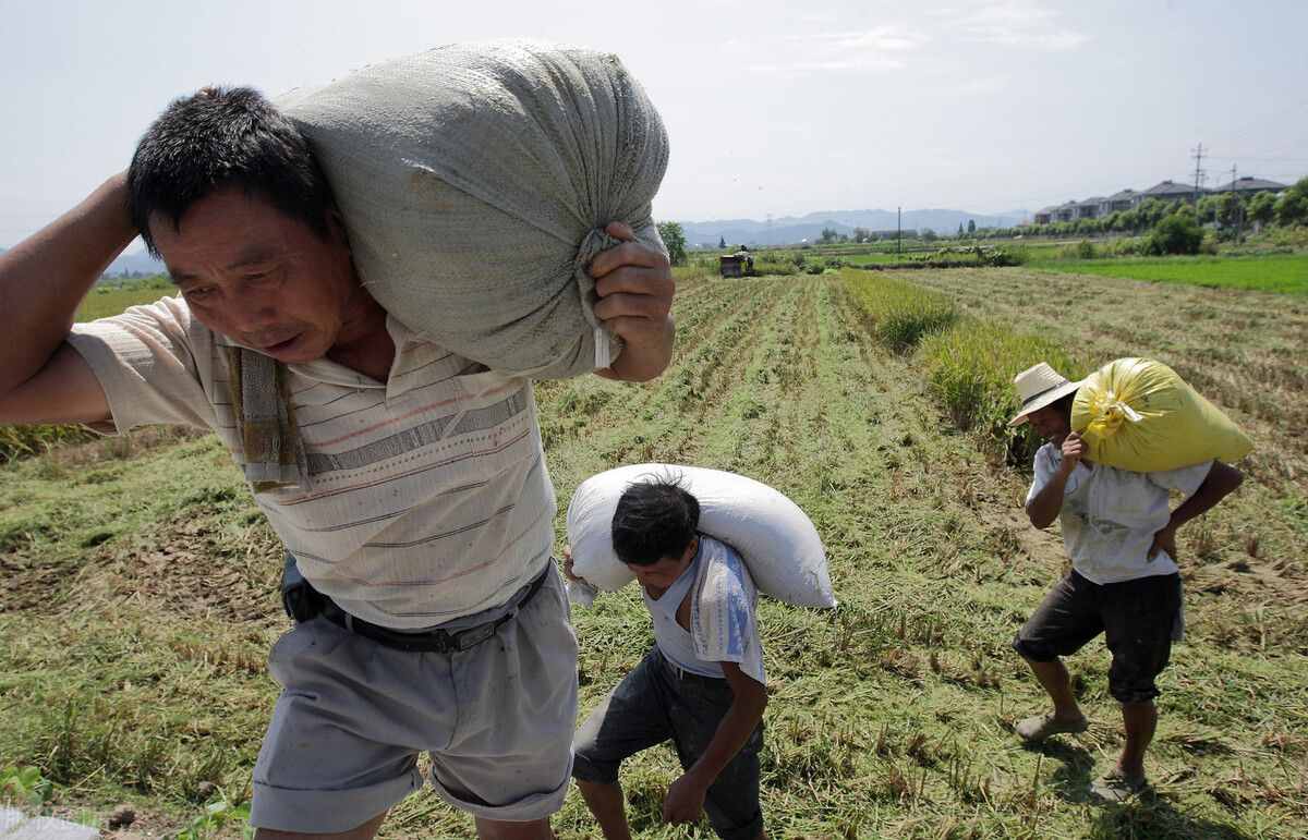 马上立秋，今年立秋后还热吗？老农民：公老虎，冷飕飕