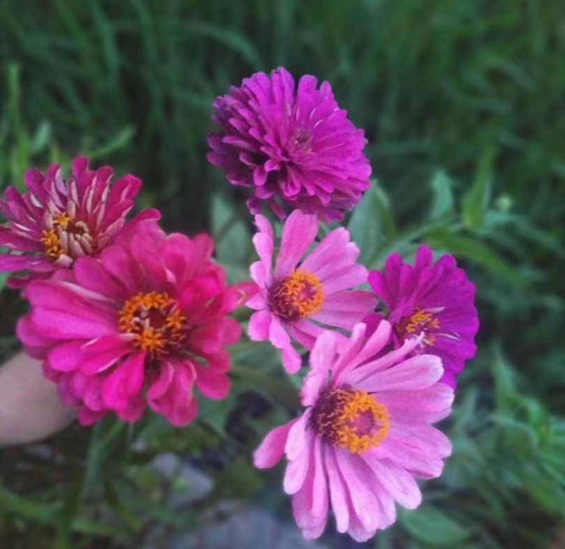 这种花叫步步高，家里养一盆，生活蒸蒸日上