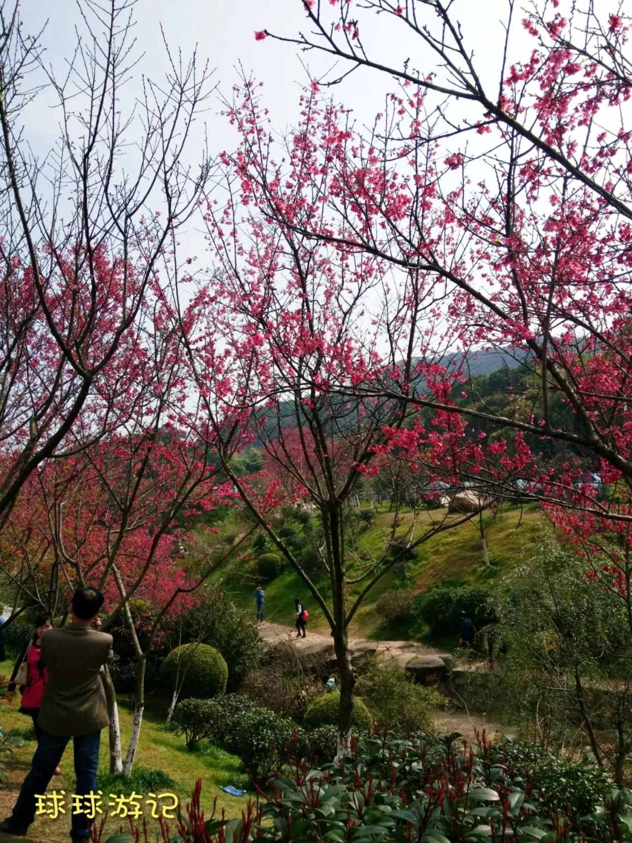 厦门免费的景区——梅海岭，欣赏漫山遍野的厦门市花三角梅