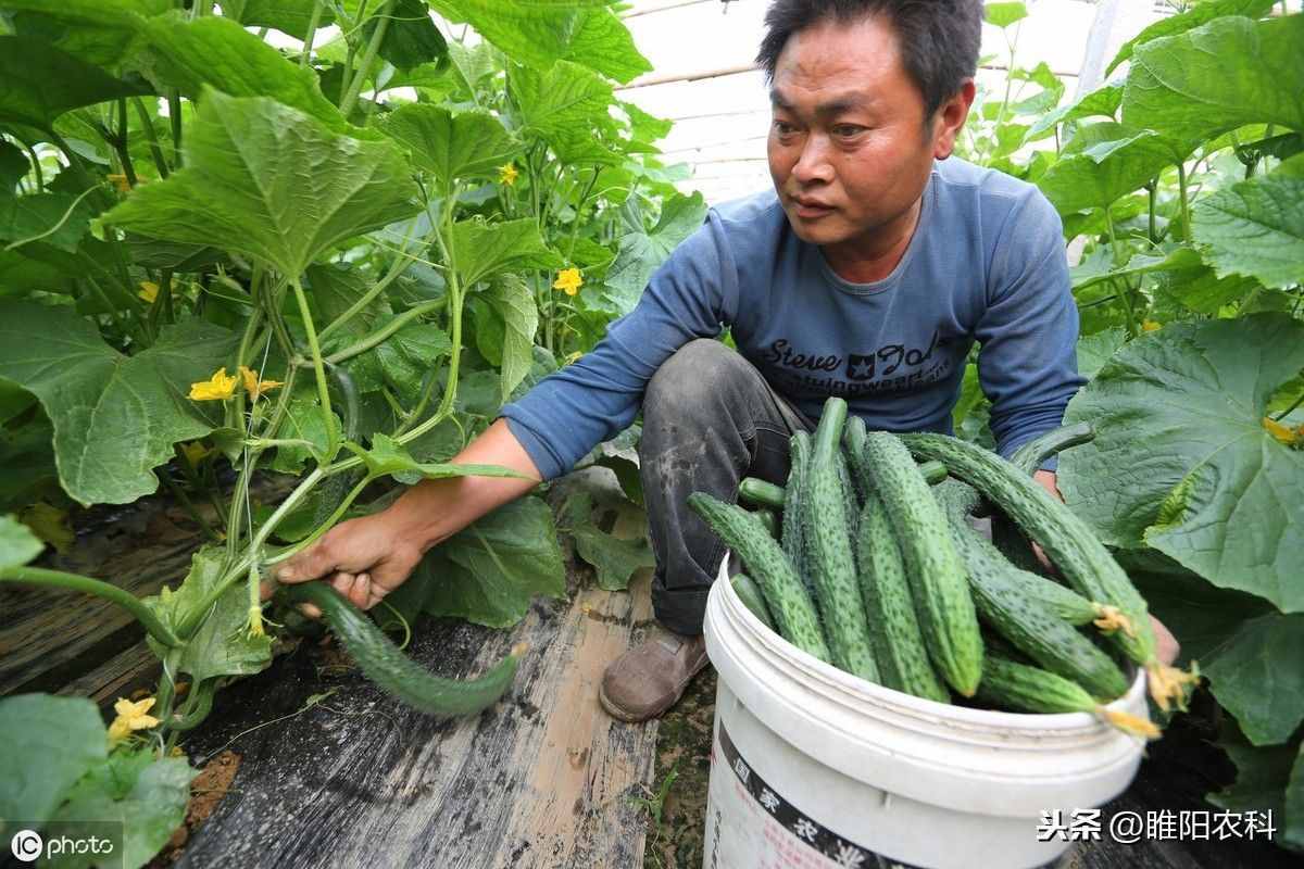 高锰酸钾被称为“万金油”，真菌细菌病毒通杀，一次只需几毛钱