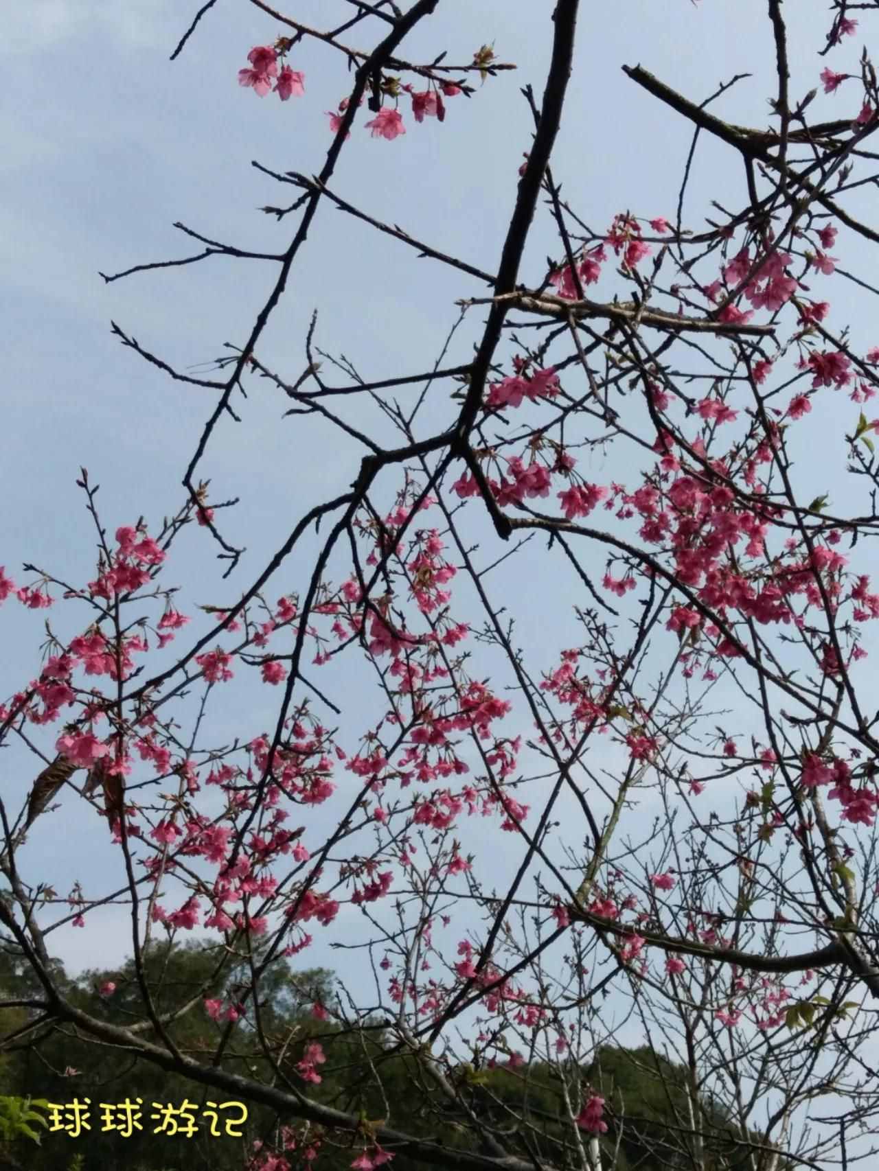 厦门免费的景区——梅海岭，欣赏漫山遍野的厦门市花三角梅