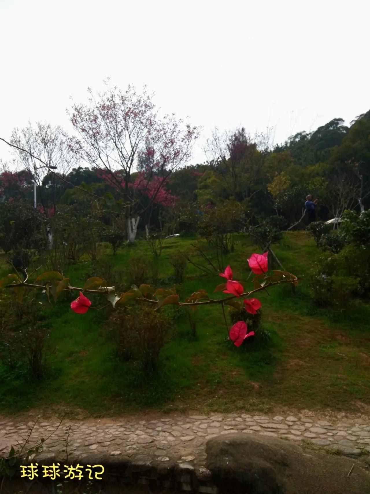 厦门免费的景区——梅海岭，欣赏漫山遍野的厦门市花三角梅