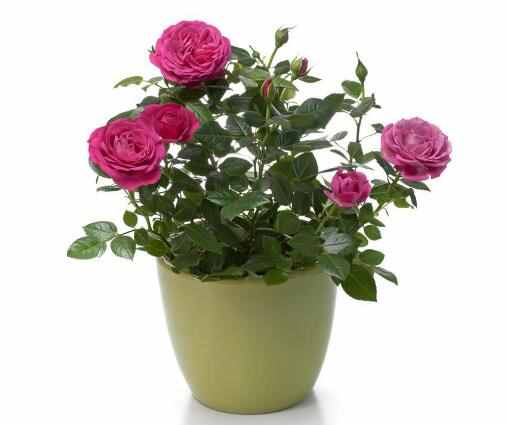 养护玫瑰花并不难，掌握要点，盆栽玫瑰也能养得好