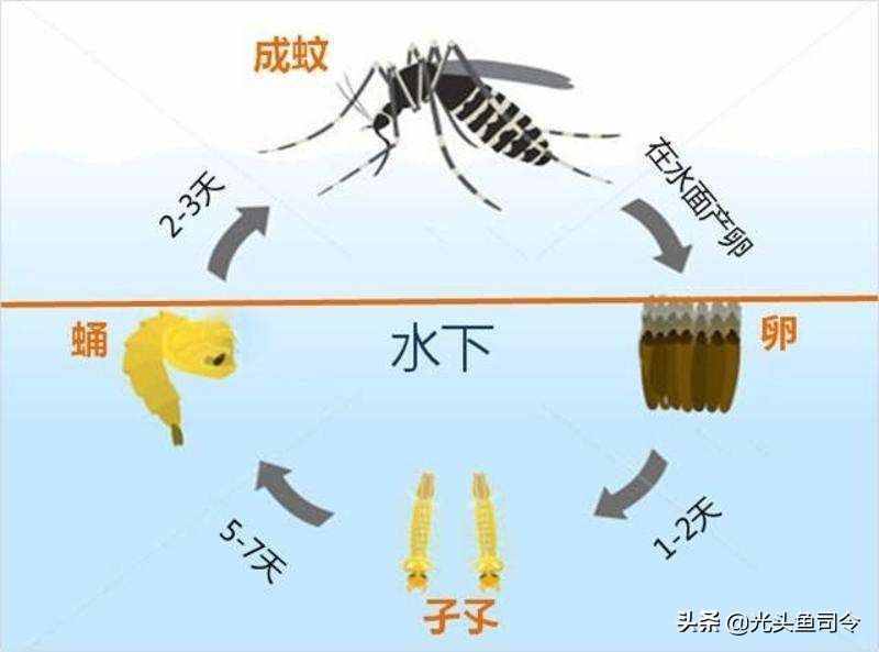 食蚊鱼引发的“惨案”，它不仅仅吃蚊子，更是鱼类的克星