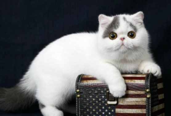 本名不火，外号火的加菲猫，其实人家叫“异国短毛猫”的啦