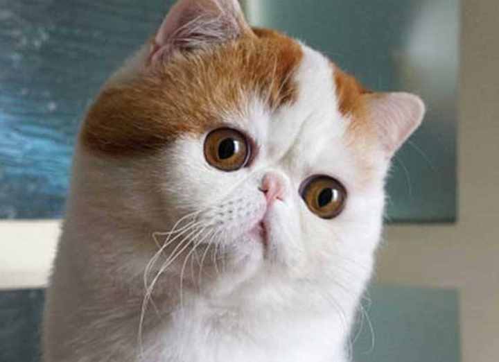 本名不火，外号火的加菲猫，其实人家叫“异国短毛猫”的啦