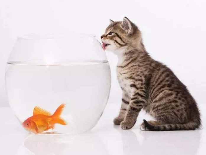 猫喜欢吃鱼，这是一个被误解了700多年的常识，并且可能致命
