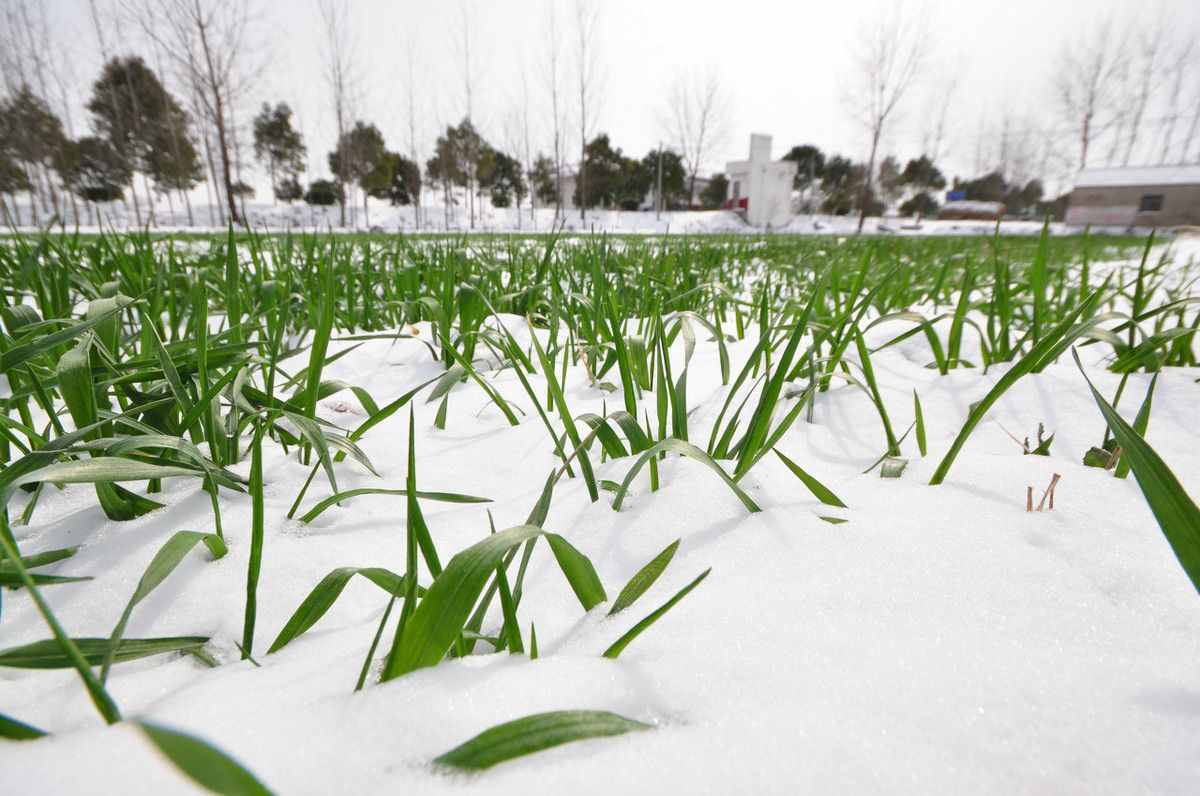 农村俗话说“今冬麦盖三层被，来年枕着馒头睡”，下雪好处有哪些