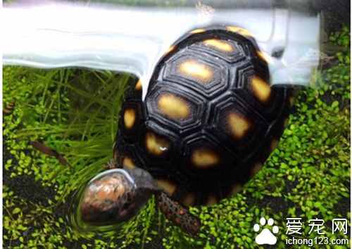 陆龟会游泳吗 会但是不适合在水中生存