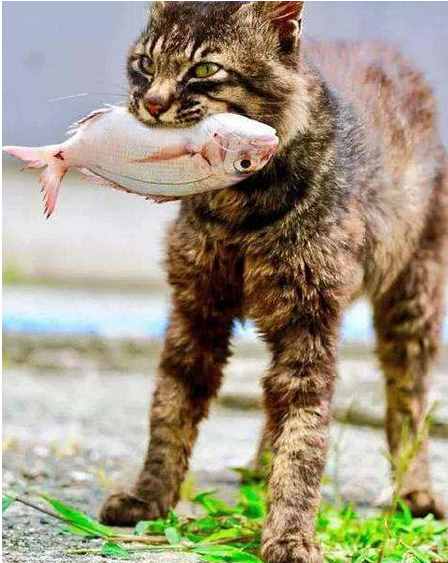 猫喜欢吃鱼，这是一个被误解了700多年的常识，并且可能致命