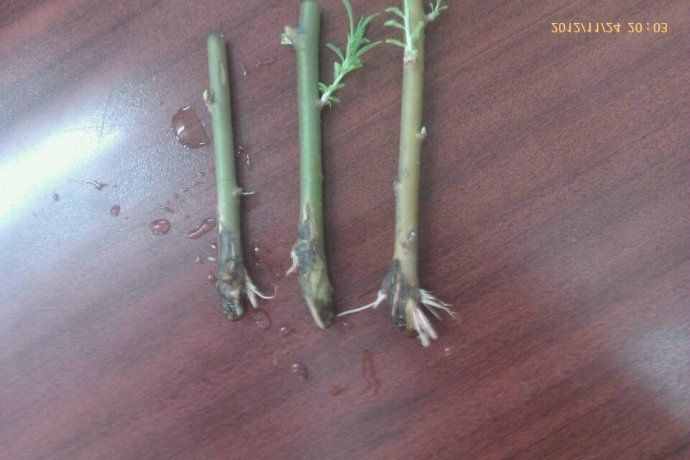农技：探索植物生长素类似物促进插条生根的适宜浓度！