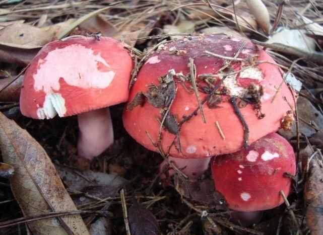 红色的蘑菇敢吃吗？原来营养很丰富，模样好看还能赏