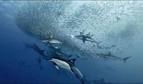 海豚救人只是天性所致？带你看清海豚的另外一面