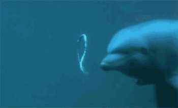 海豚救人只是天性所致？带你看清海豚的另外一面