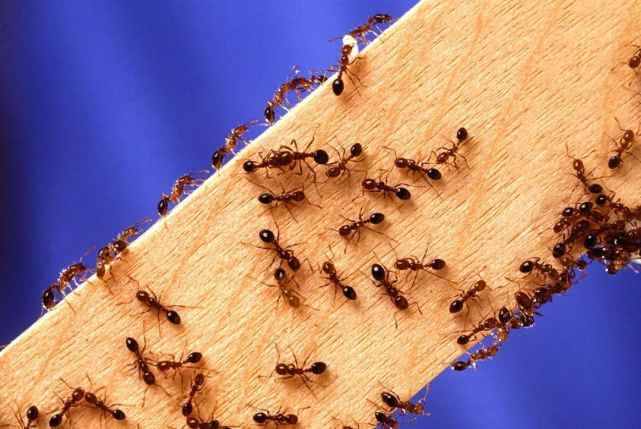 蚂蚁对生活环境有怎样的要求呢？蚂蚁原来是这样进行交流的