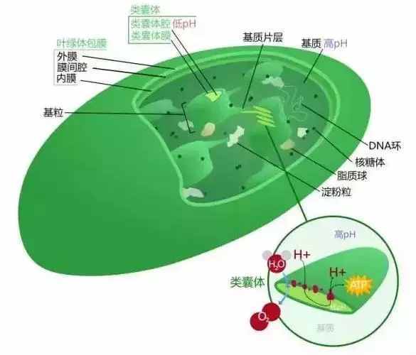 高中生物：生物五个重要实验知识解读，必须掌握