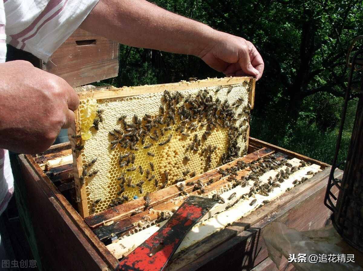 一箱双王群养蜂是技术革新，也是误人之道！要认清利弊，正确运用
