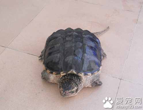 鳄鱼龟不吃东西 龟龟可能是对环境不适应