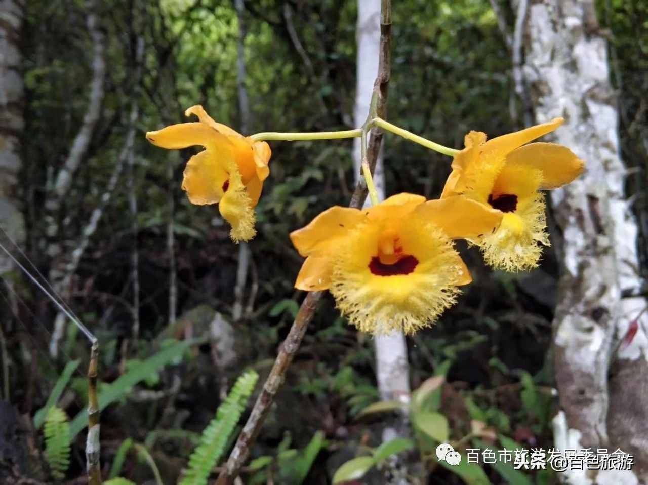 百色这个地方多次登上杂志封面！美到逼疯摄影师！