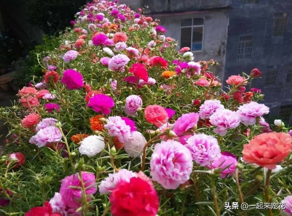 家里养了这些花，没事剪一剪，枝叶繁茂，越长越旺