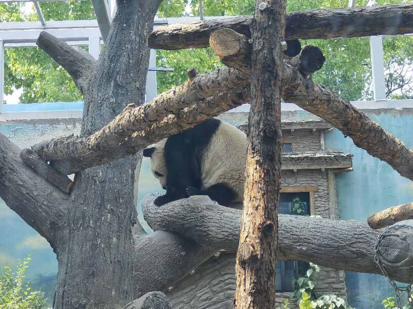 「六一儿童节」回忆童年—最详细的北京动物园游园攻略